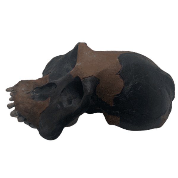 Australopithecus garhi - Image 3