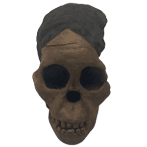 Australopithecus africanus (Taung Child)