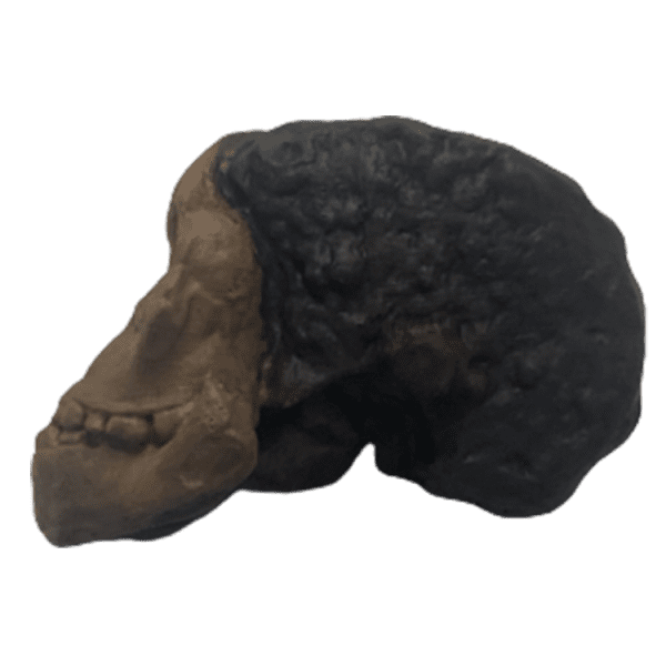 Australopithecus africanus (Taung Child) - Image 3
