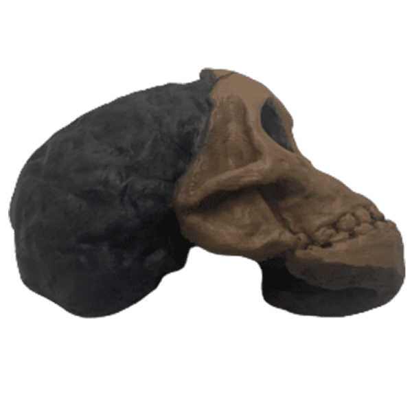 Australopithecus africanus (Taung Child) - Image 4
