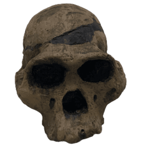 Australopithecus africanus (Mrs. Ples)