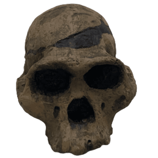 Australopithecus africanus (Mrs. Ples)