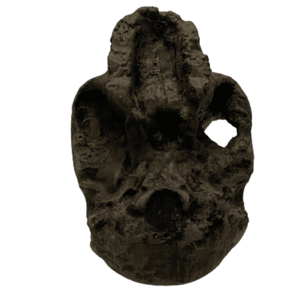 Australopithecus africanus (Mrs. Ples) - Image 5