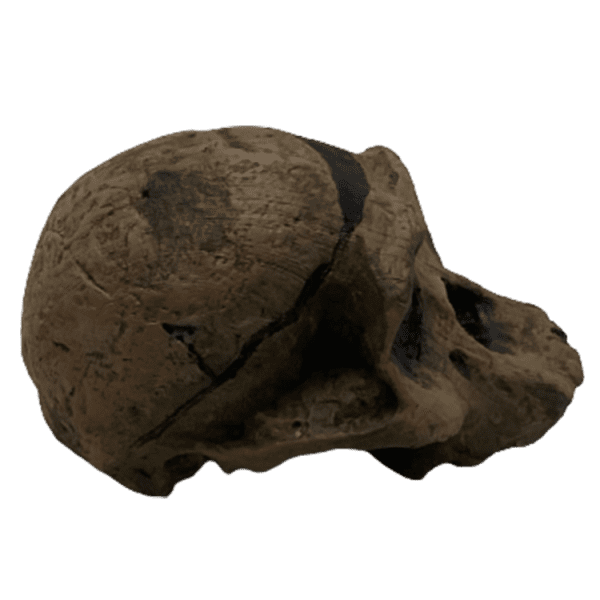Australopithecus africanus (Mrs. Ples) - Image 3