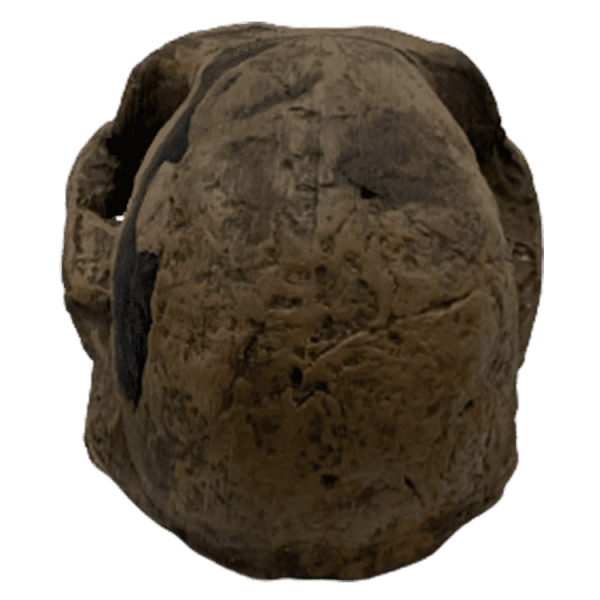 Australopithecus africanus (Mrs. Ples) - Image 4