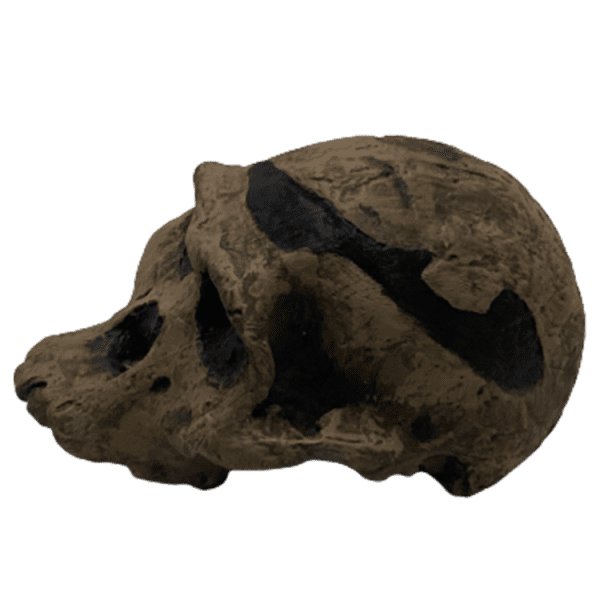 Australopithecus africanus (Mrs. Ples) - Image 6
