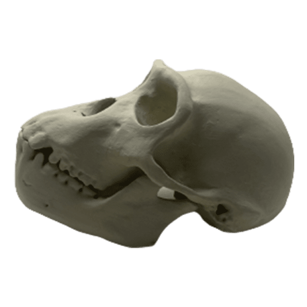 Gibbon (Hoolock) - Image 2