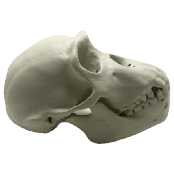 Gibbon (Hoolock) - Image 5