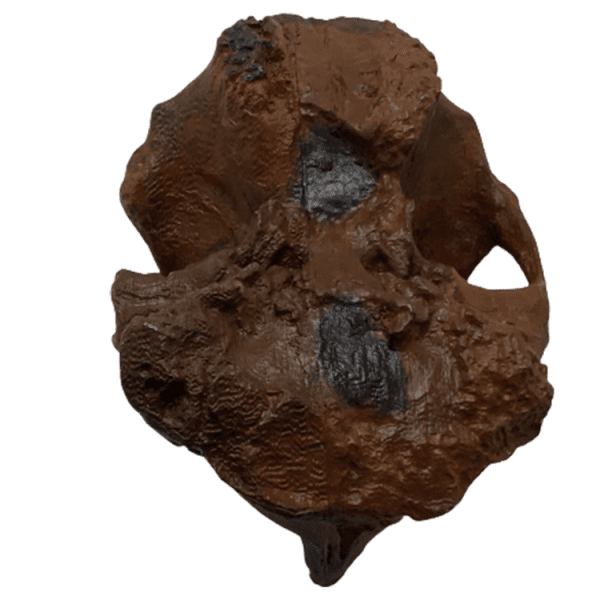 Paranthropus aethiopicus - Image 4