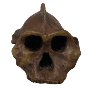 Paranthropus aethiopicus