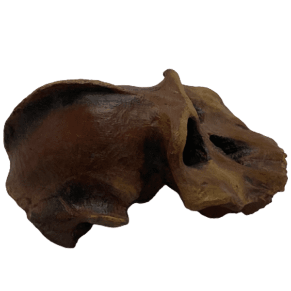 Paranthropus aethiopicus - Image 3