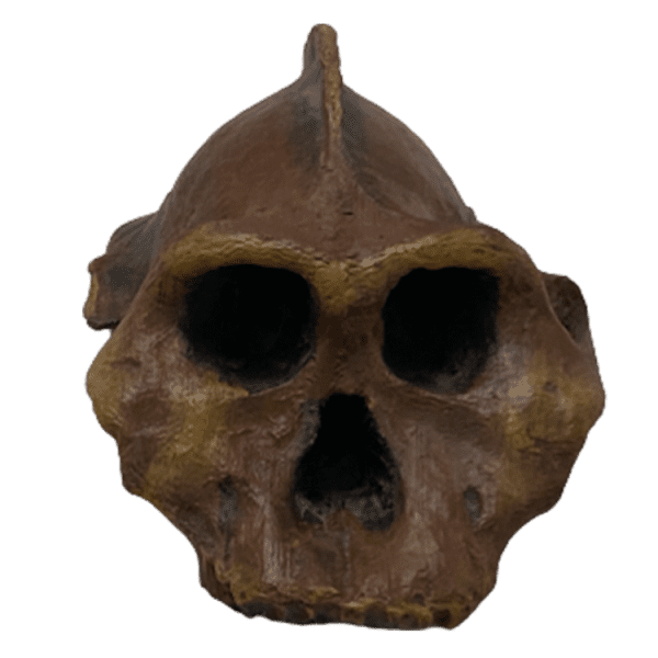 Paranthropus aethiopicus