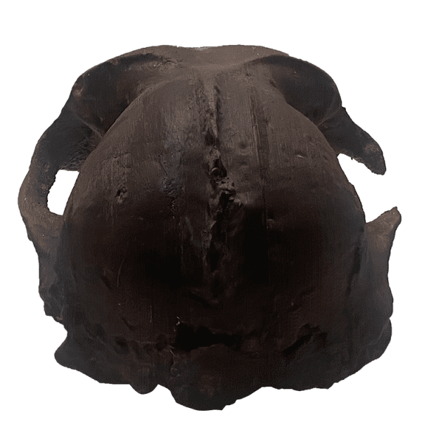 Paranthropus boisei - Image 4