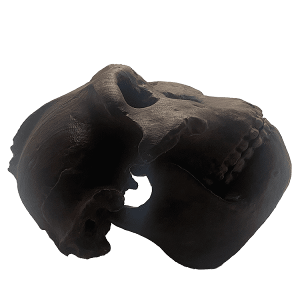 Paranthropus boisei - Image 3