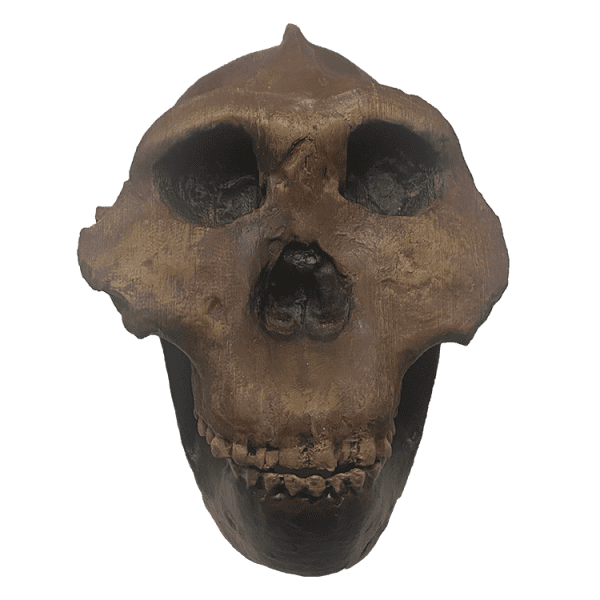 Paranthropus boisei
