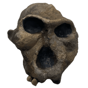 Paranthropus robustus