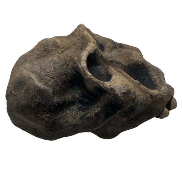 Paranthropus robustus - Image 4