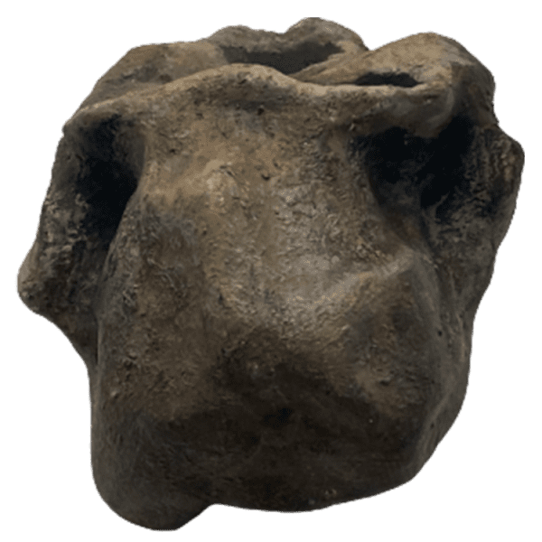 Paranthropus robustus - Image 3