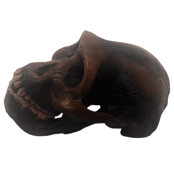 Australopithecus afarensis (Little Foot) - Image 5