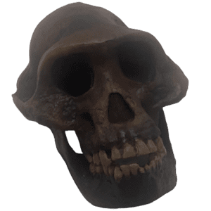 Australopithecus afarensis (Little Foot)