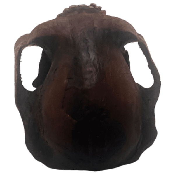Australopithecus afarensis (Little Foot) - Image 4
