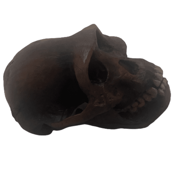 Australopithecus afarensis (Little Foot) - Image 3