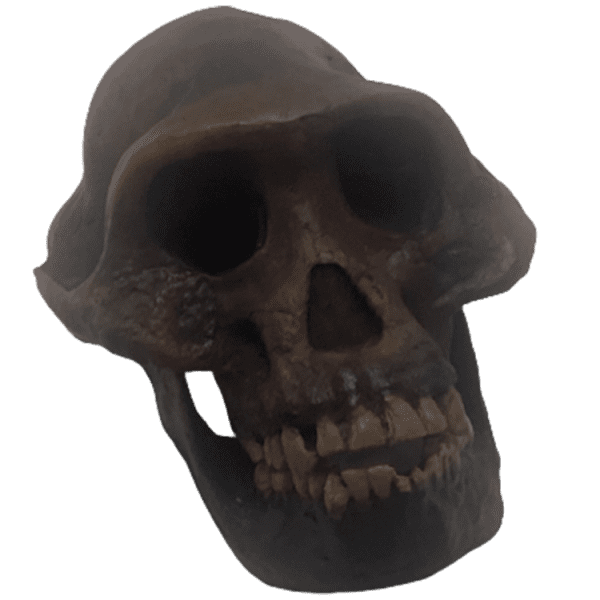 Australopithecus afarensis (Little Foot)