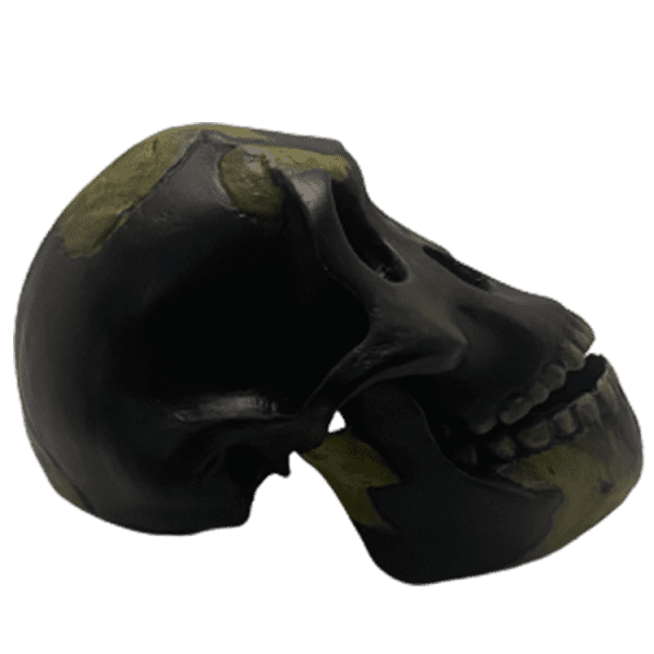 Australopithecus afarensis (Lucy) - Image 6