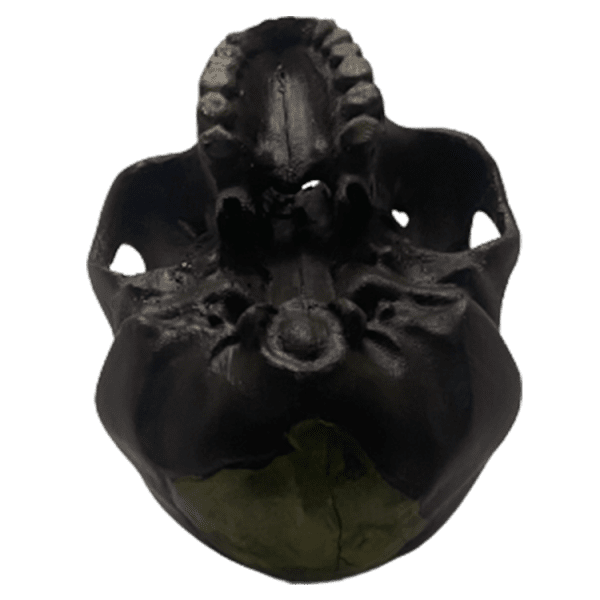 Australopithecus afarensis (Lucy) - Image 5