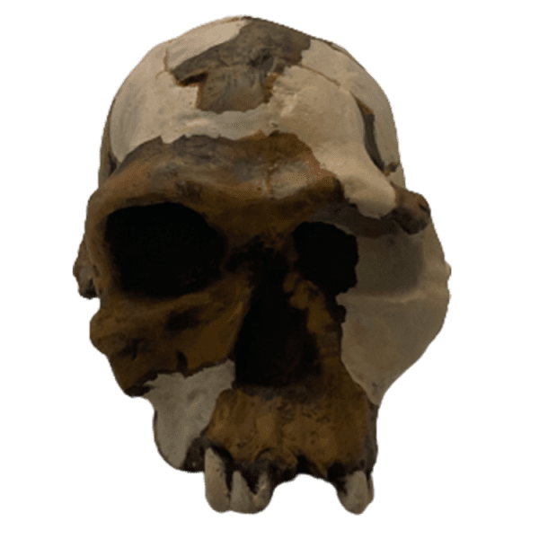 Homo habilis