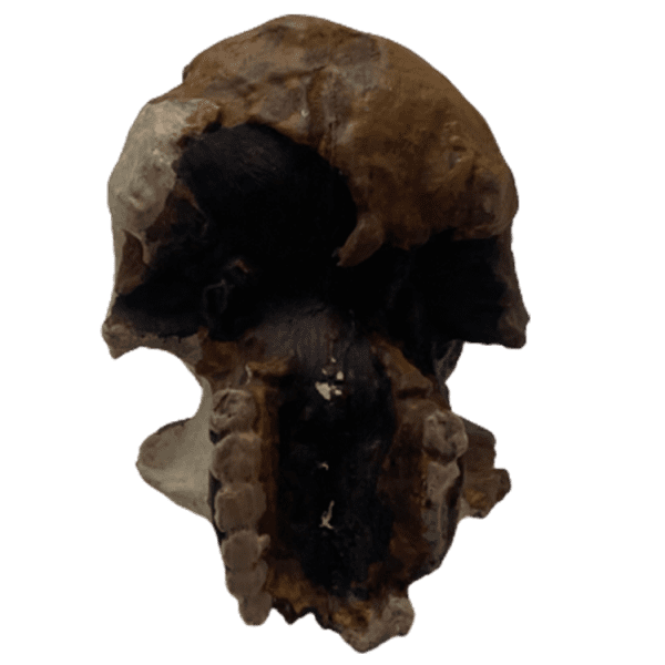 Homo habilis - Image 3
