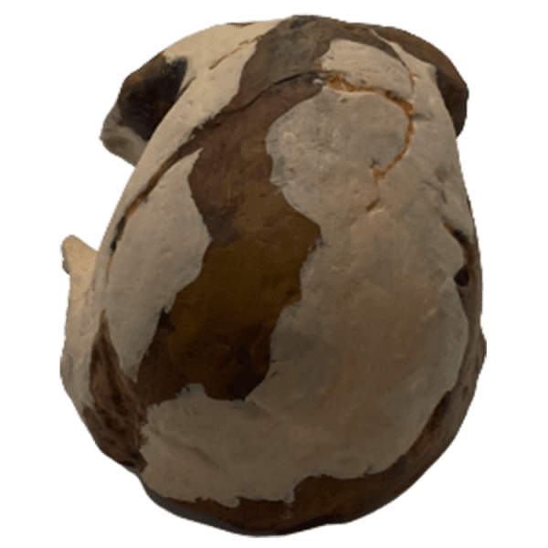 Homo habilis - Image 4