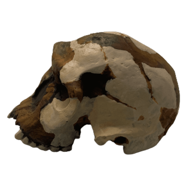 Homo habilis - Image 5