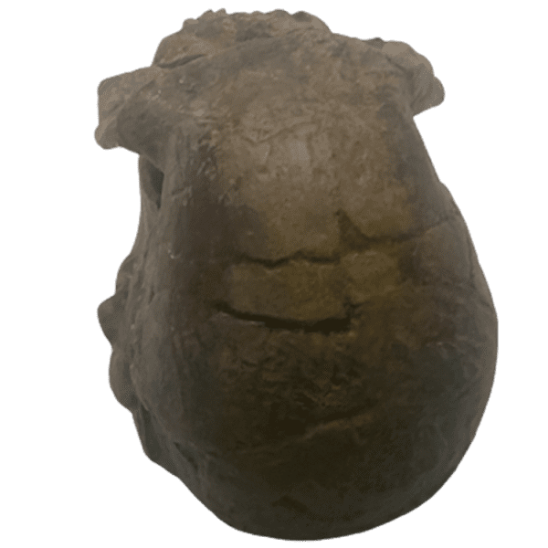 Homo rudolphensis - Image 5