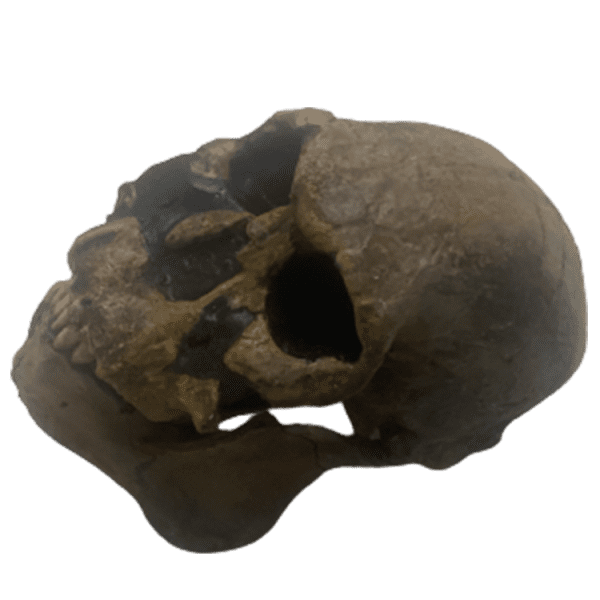 Homo rudolphensis - Image 4