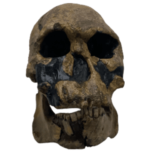 Homo rudolphensis