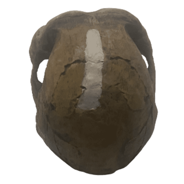 Homo naledi - Image 6