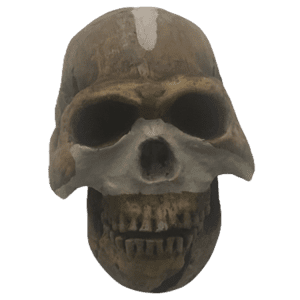 Homo naledi