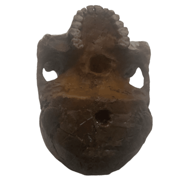 Homo naledi - Image 4