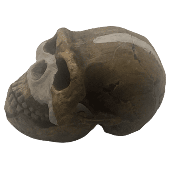 Homo naledi - Image 3