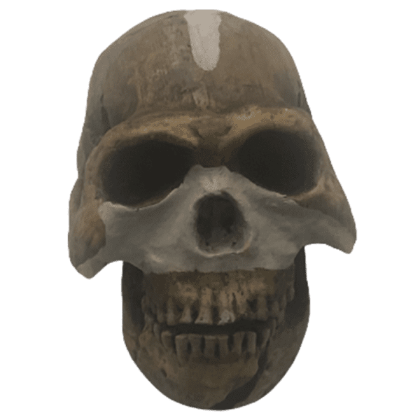 Homo naledi