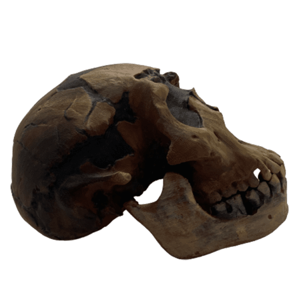 Homo ergaster (Turkana Boy) - Image 3