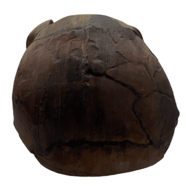 Homo ergaster (Turkana Boy) - Image 5