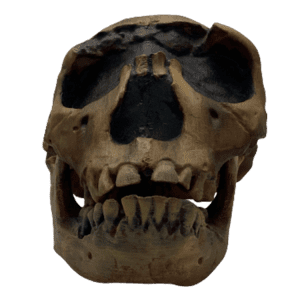 Homo ergaster (Turkana Boy)