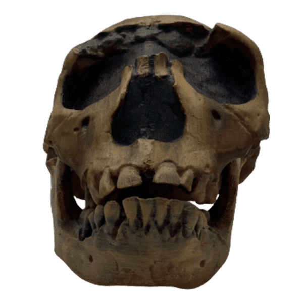 Homo ergaster (Turkana Boy)