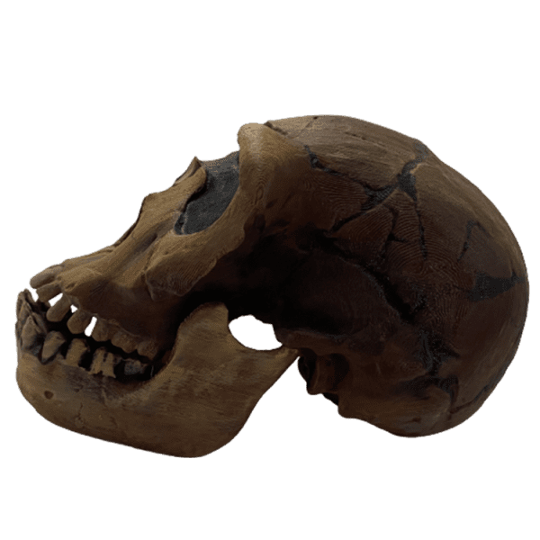 Homo ergaster (Turkana Boy) - Image 4