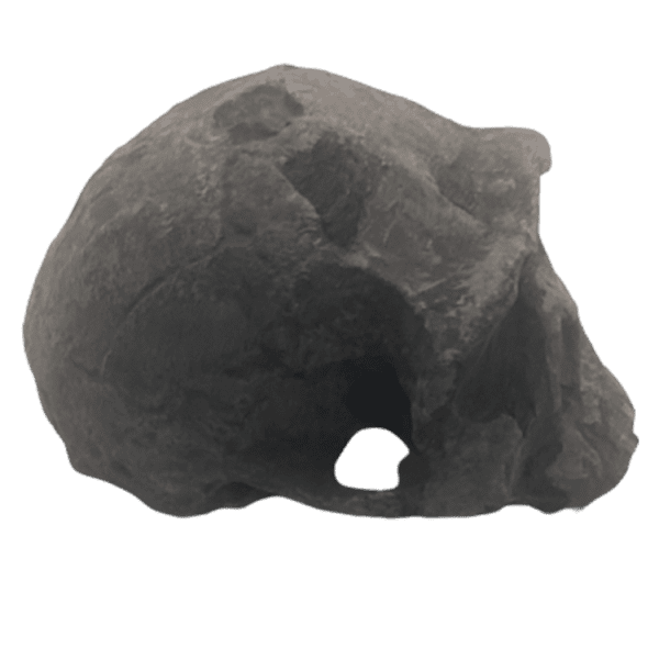Homo ergaster - Image 2