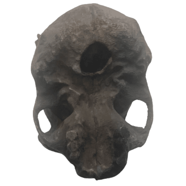 Homo ergaster - Image 3