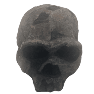 Homo ergaster