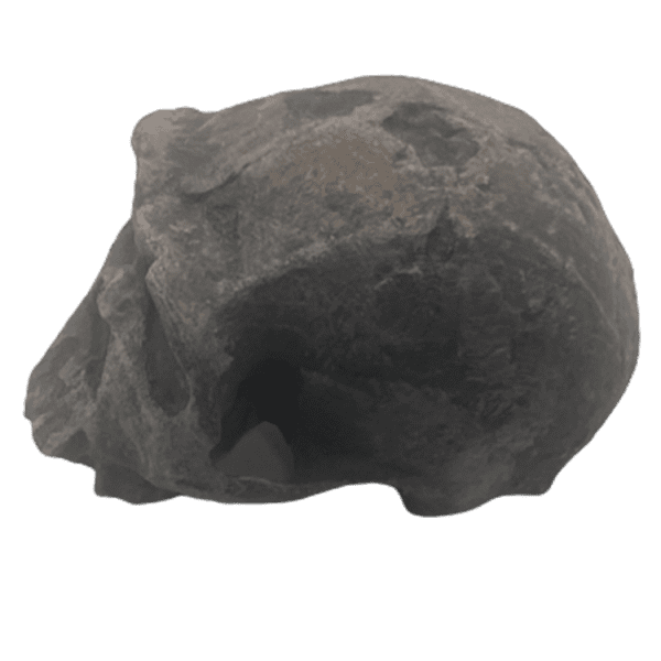Homo ergaster - Image 4